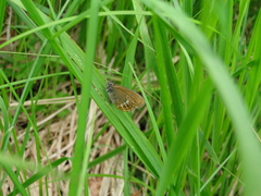 Coenonympha hero