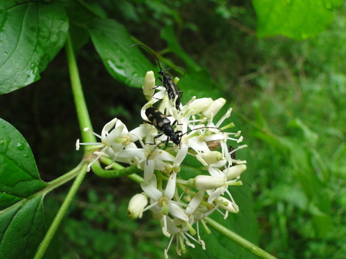 6-spotted Longhorn