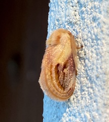 Semibirthama rotundata