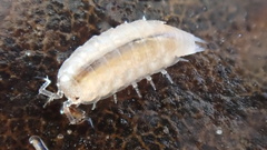 Trichoniscus pygmaeus