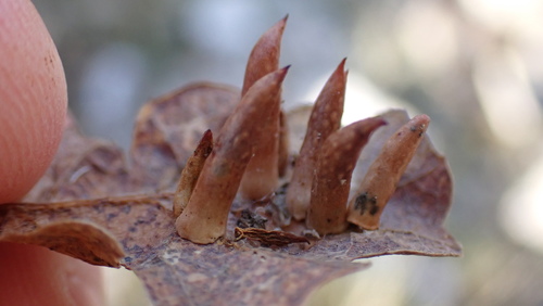 Cynips cornifex