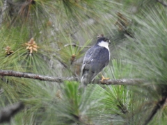 Accipiter striatus chionogaster
