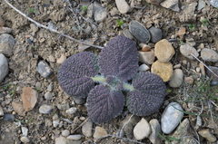 Phlomoides isochila