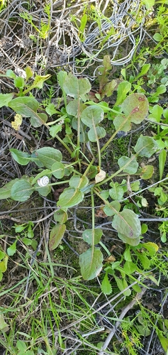 Rumex pulcher subsp. pulcher image