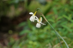 Narcissus triandrus