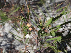 Senegalia berlandieri