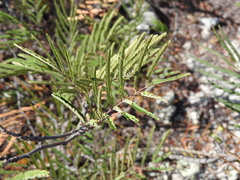 Senegalia berlandieri