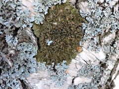 Melanohalea olivacea