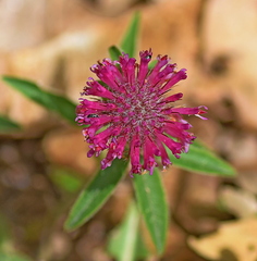 Trifolium alpestre