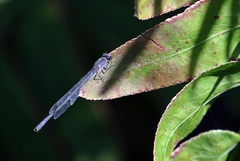 Pseudagrion draconis