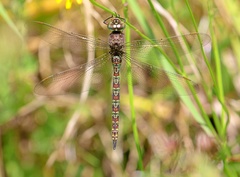 Pinheyschna subpupillata