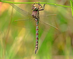 Pinheyschna subpupillata