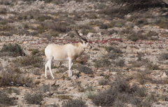 Addax nasomaculatus