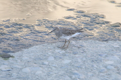 Calidris minutilla