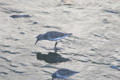 Calidris minutilla