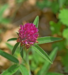 Trifolium alpestre