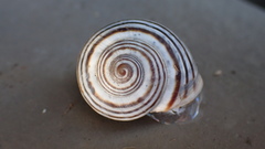 Pseudotachea splendida