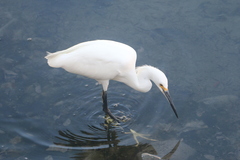Egretta thula