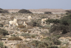 Addax nasomaculatus