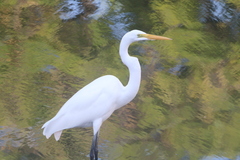 Ardea alba