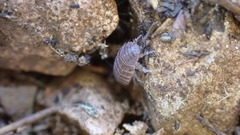 Porcellio gallicus