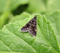 Heliothela wulfeniana
