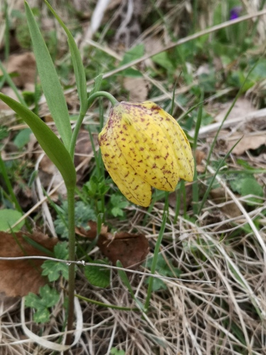 Fritillaria collina