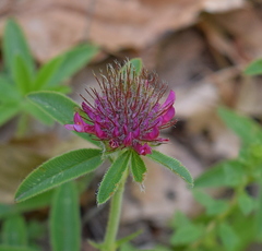 Trifolium alpestre