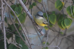 Tyrannus melancholicus