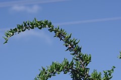 Canthium spinosum