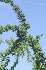 Canthium spinosum