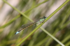Ischnura saharensis