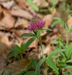 Trifolium alpestre