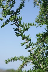 Canthium spinosum