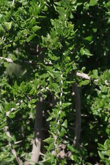 Canthium spinosum