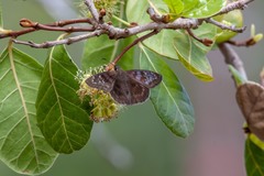 Ephyriades brunnea