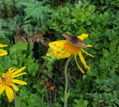 Erebia pharte