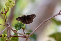 Ephyriades brunnea