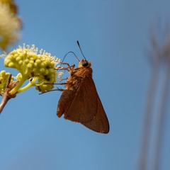 Euphyes pilatka klotsi