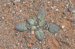 Cousinia outichaschensis