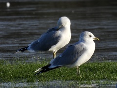 Larus canus