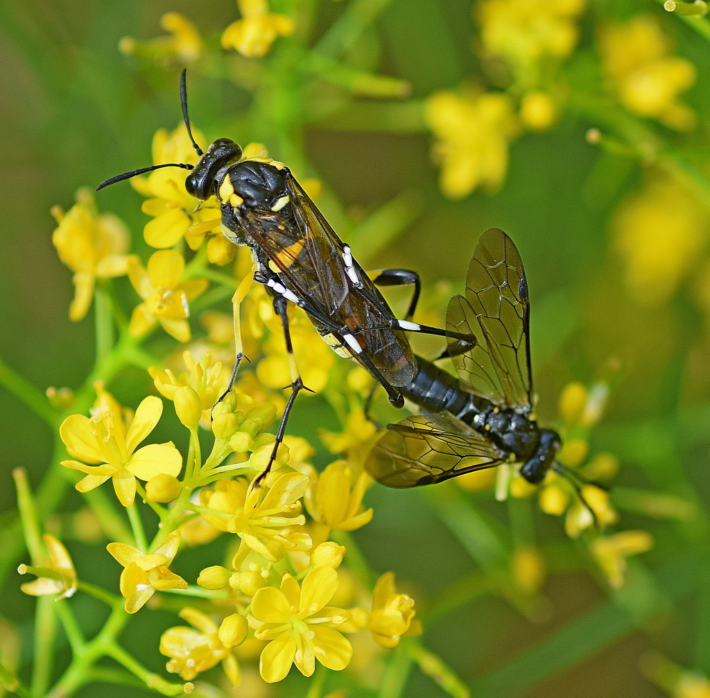 Yellow-spotted Macrophya