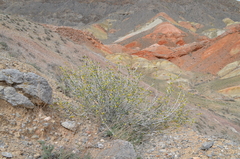 Zygophyllum atriplicoides