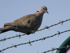 Streptopelia decaocto