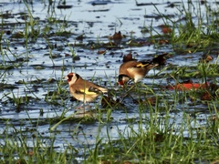 Carduelis carduelis