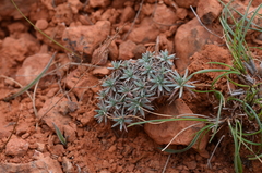 Acantholimon compactum