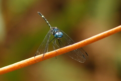 Dythemis nigra