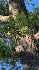 Afrocarpus falcatus