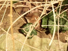 Troglodytes troglodytes