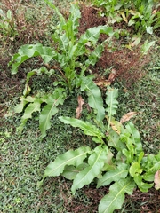 Rumex japonicus